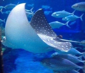 Seas with Nemo and Friends. Vivacious Views Seas with Nemo and Friends. Vivacious Views