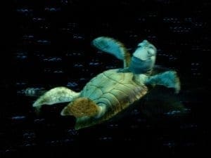 Seas with Nemo and Friends. Vivacious Views Seas with Nemo and Friends. Vivacious Views